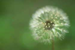 tanpopo
